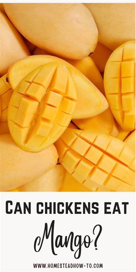 Can Backyard Chickens Eat Mango?