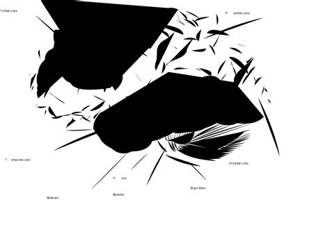 Image result for Nervous System Function Overview