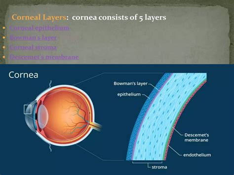 anatomy of eye | PPTX