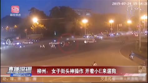 广西柳州一女子一边开车，一边牵着绳子在马路上遛狗。 - 哔哩哔哩