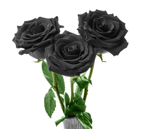 Black Roses: Their Deep and Mysterious Meaning and Symbolism - Petal ...