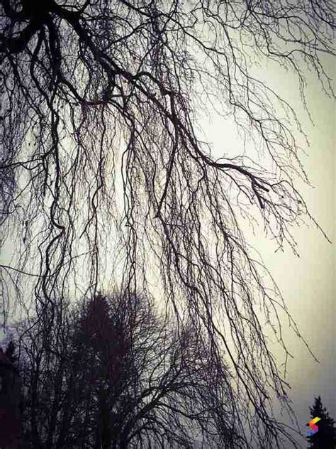 Define Bleak, Bleak Meaning, Bleak Examples, Bleak Synonyms, Bleak ...