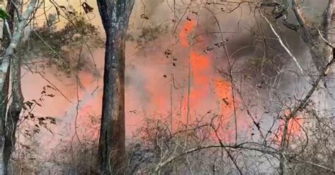 Simlipal Forest Reserve: Wildfire At Asia's 2nd Largest Biosphere Reserve