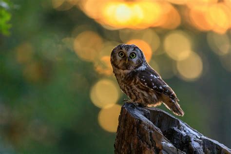 Owls In Ohio: All 12 Species In The Buckeye State