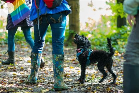 Rainbow Pooch in the Park/Rainbow Pooch yn y Parc (Dare Valley ...