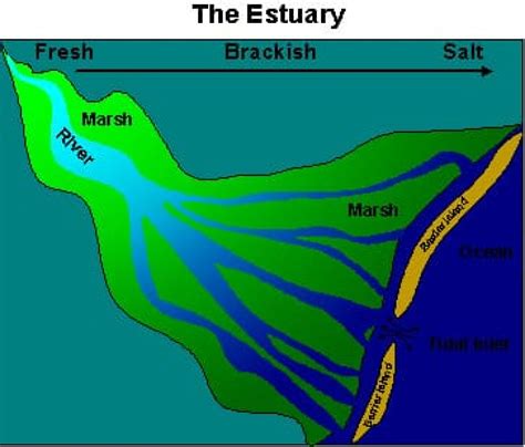 Estuary Definition Geology