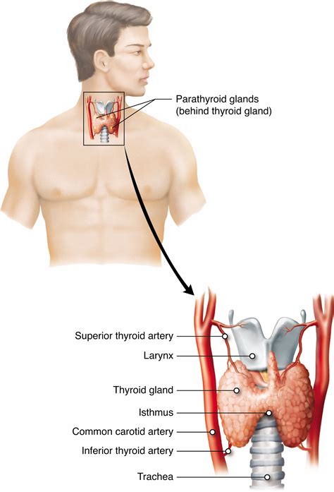 KnowledgeWorks - Drawing Thyroid gland and its vascularisation ...