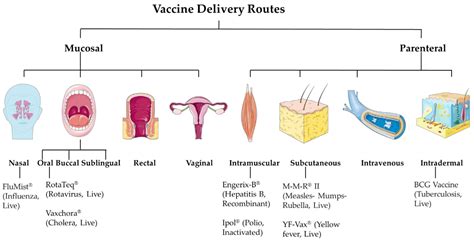 Beyond the Needle: Innovative Microneedle-Based Transdermal Vaccination