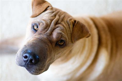Shar-Pei: Dog Breed Characteristics & Care