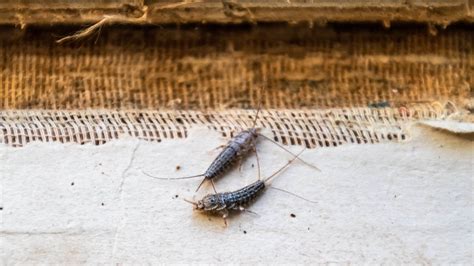 Summer's Uninvited Guests: How to Get Rid of Silverfish in Your Home