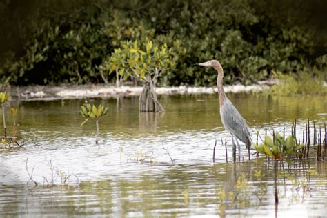 Free Images : nature, swamp, animal, river, pond, wildlife, green ...