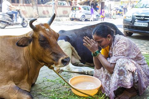 Cow hug day: Opposition, BJP in war of words THE NEW INDIAN - cow hug ...
