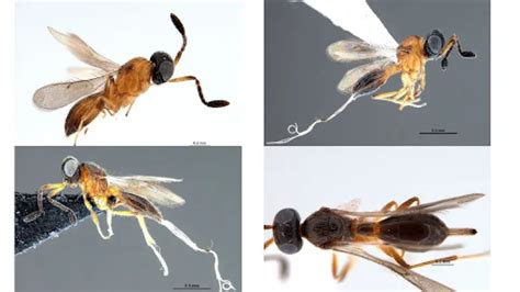 Ten new species of tiny, parasitoid wasps discovered in West Bengal and ...