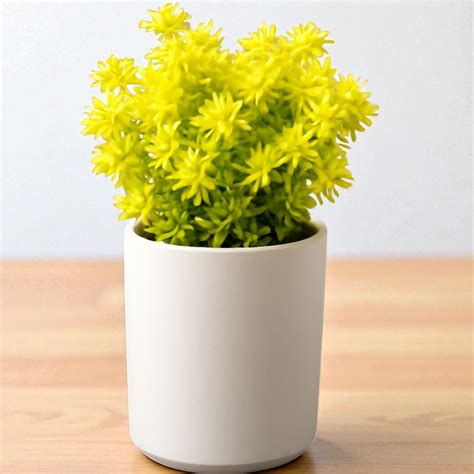 Buy Plants Online In Ghaziabad | Plant Orbit