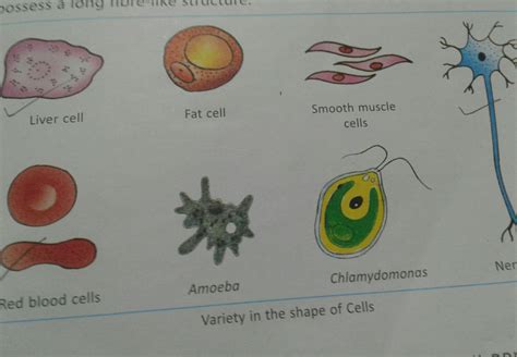 with the help of examples describe how many cells vary in terms of ...