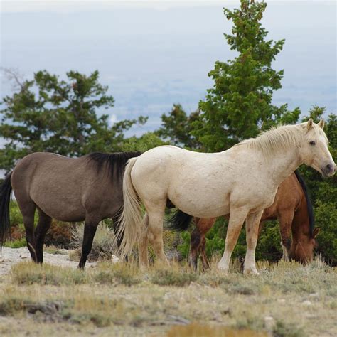 PRYOR MOUNTAIN WILD HORSE RANGE (2024) All You Need to Know BEFORE You ...