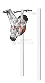 Image result for Modified Inverted Row