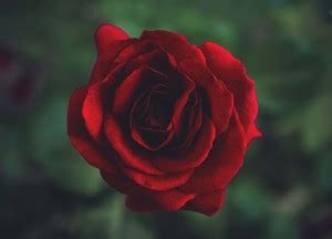 rose poster , gulab phul ka poster, Flower poster Waterproof Vinyl ...