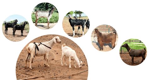 SMALL HOLDERS GOAT PRODUCTION IN TROPICAL COUNTRIES - OPPORTUNITIES AND ...