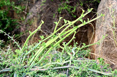 Discovering the Power of Pirandai – Aathirai Foods Private Limited