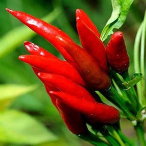 CYBEXIS High Germination HOT Red Havana Chilli Pepper Seeds-300 Seeds ...