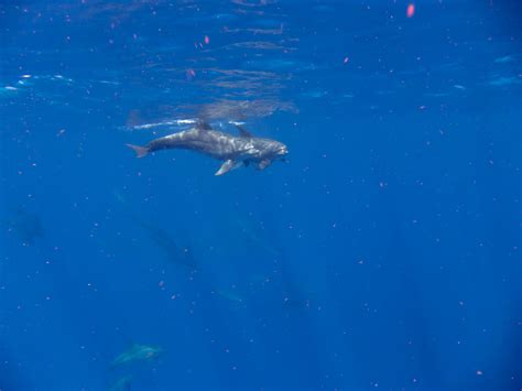 Dolphin 的图像结果