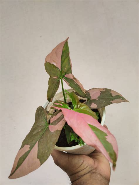 Syngonium Pink Splash: Buy Plant Online In India – Growcerys