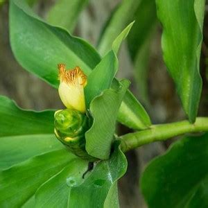 Cloud Farm Insulin Plant Price in India - Buy Cloud Farm Insulin Plant ...