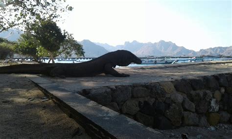 KOMODO AMIGO TOUR - All You Need to Know BEFORE You Go 2026 (with ...