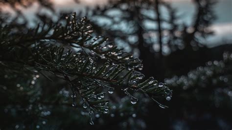 Wallpaper branch, ice, drops, blur, needles hd, picture, image