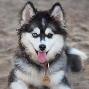 Cute Pomsky Dog Multicolour Poster PhotoPrint Print Photographic Paper ...