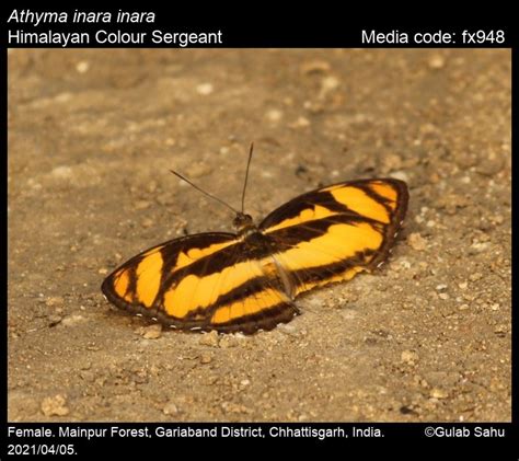 Athyma inara | Butterfly
