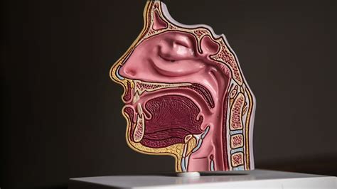 Reason Why Your Salivary Glands Are Not Active | OnlyMyHealth
