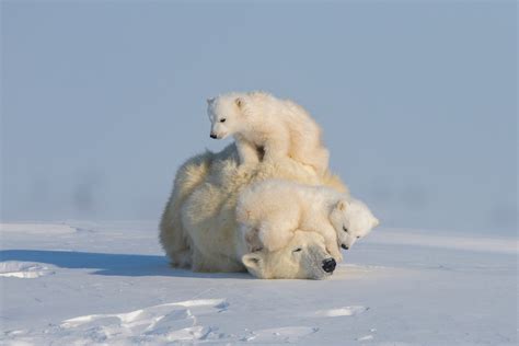 That picture you took on safari matters more than you think | Condé ...