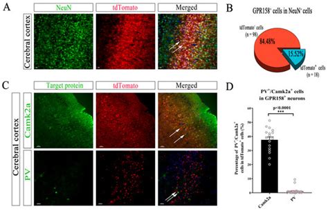 Expression Mapping and Functional Analysis of Orphan G-Protein-Coupled ...