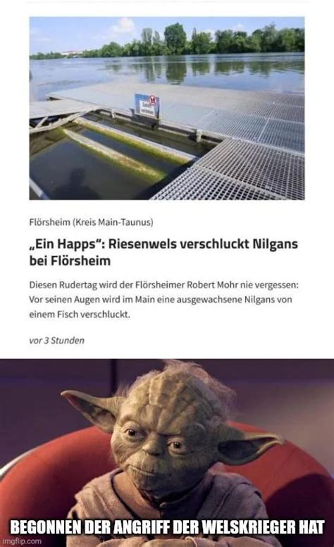 Die 40+ besten Wels-Memes - Schlechte Witze