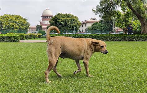 Stray dogs: SC slams states & UTs for not filing affidavits, flags ...