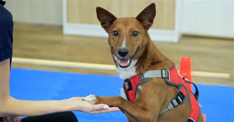 Clicker training for Pets - FOUR PAWS International - Animal Welfare ...