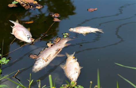 Fish in Bengaluru Lakes Continue to Die of Asphyxiation; 8 Fishkills ...