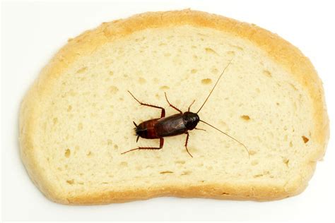 Cockroach Reaction 的图像结果