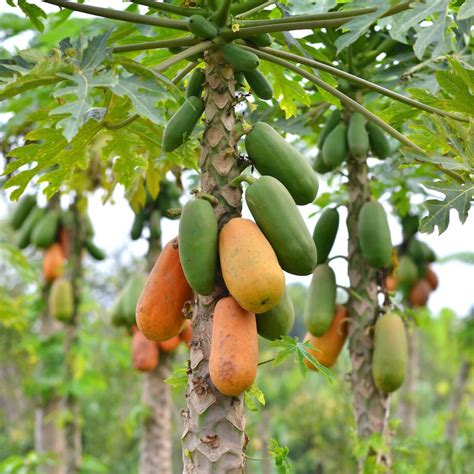 KAU Agri Infotech Portal