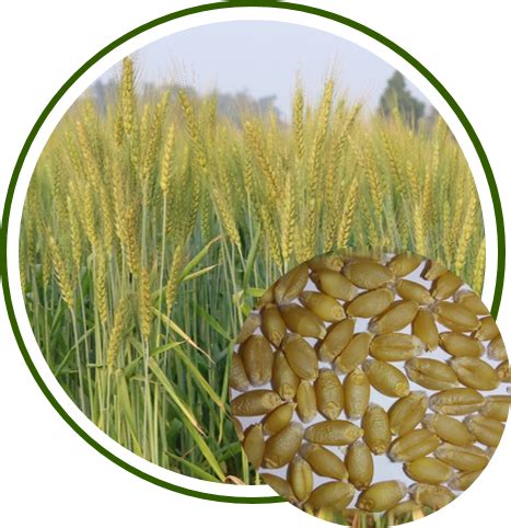 Wheat – Technology Transfer Unit for the Industry Partners & Agri ...