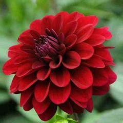 (true-blue) Syed Rizwana (true-blue) Quotes | YourQuote