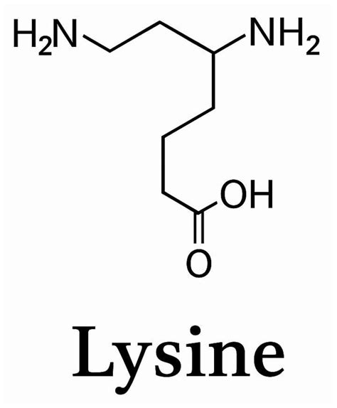 Exploring the Analgesic Potential of L-Lysine: Molecular Mechanisms ...