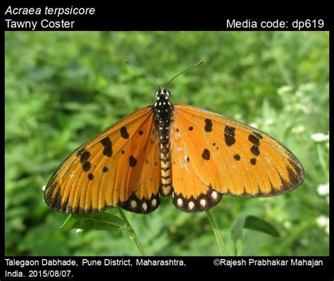 Acraea terpsicore | Butterfly
