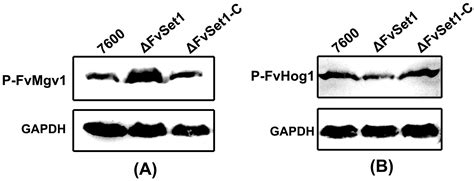Involvement of FvSet1 in Fumonisin B1 Biosynthesis, Vegetative Growth ...