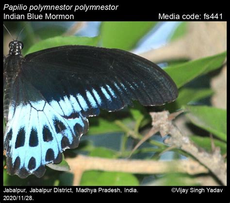 Papilio polymnestor | Butterfly