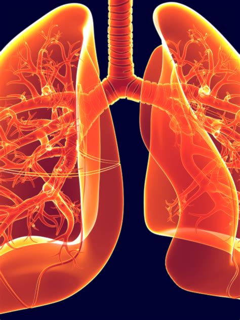 Foods For Lung Infection: वैज्ञानिकों ने माना 5 सब्जी खाने से खराब नहीं ...
