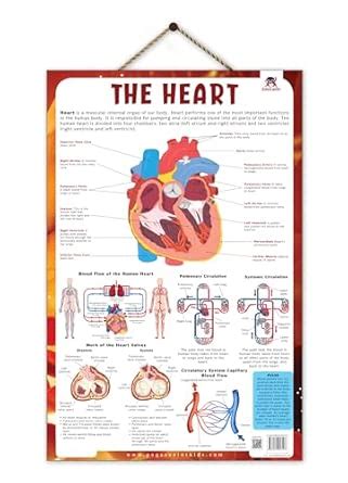 Buy Heart - Thick Laminated Primary Chart Book Online at Low Prices in ...