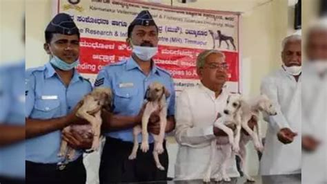 Mudhol Hounds: ಭೂಸೇನೆ ಬಳಿಕ ಭಾರತೀಯ ವಾಯುಸೇನೆ ಸೇರಿದ ಮುಧೋಳ ಶ್ವಾನ | ದೇಶ ...